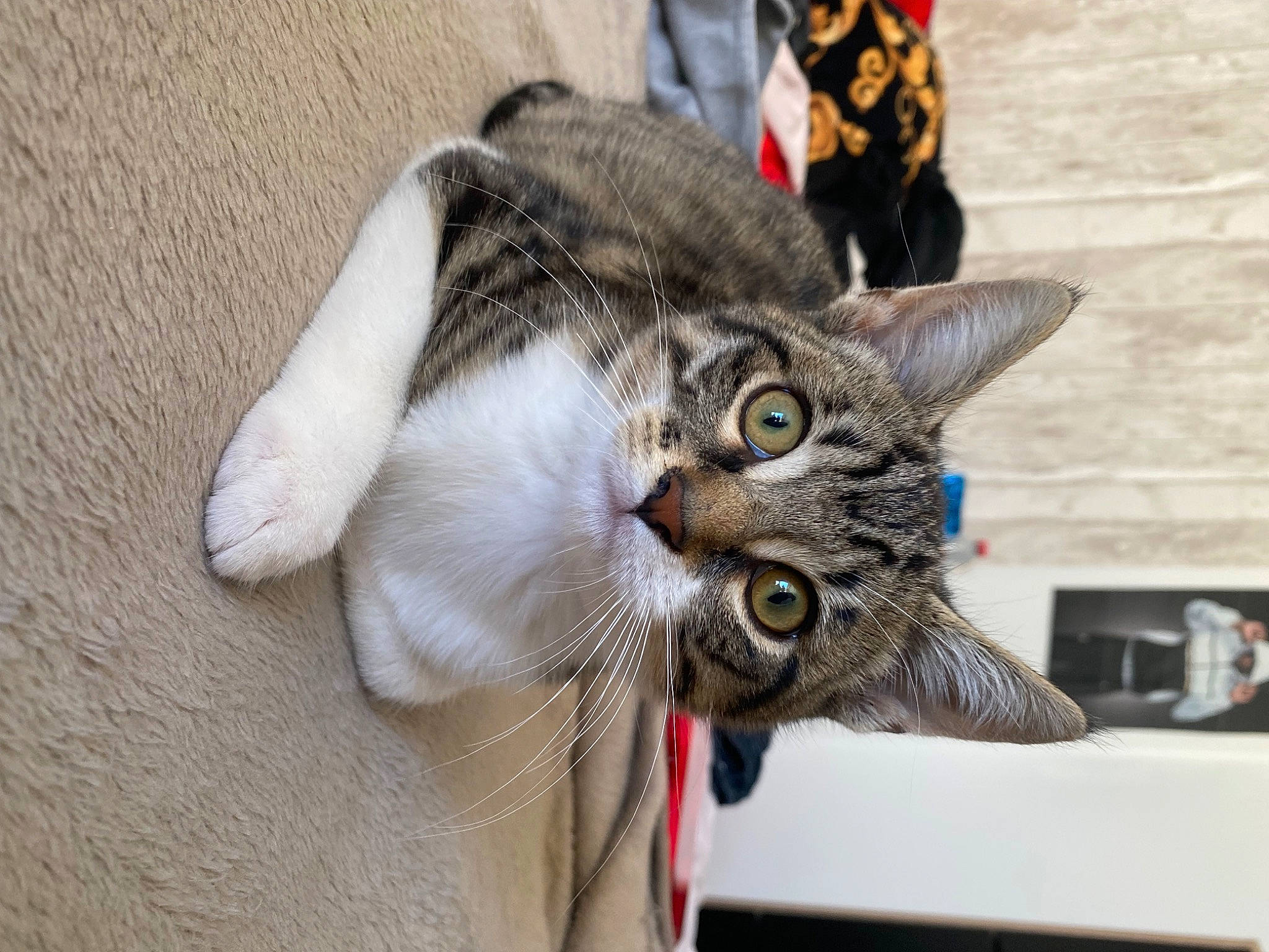 Baloo a rejoint le concours — aidez-le/la à gagner de superbes lots ! art, carnivore, cat, claw, domestic_short_haired_cat, ear, felidae, fur, paw, plant, small_to_medium_sized_cats, snout, tail, whiskers