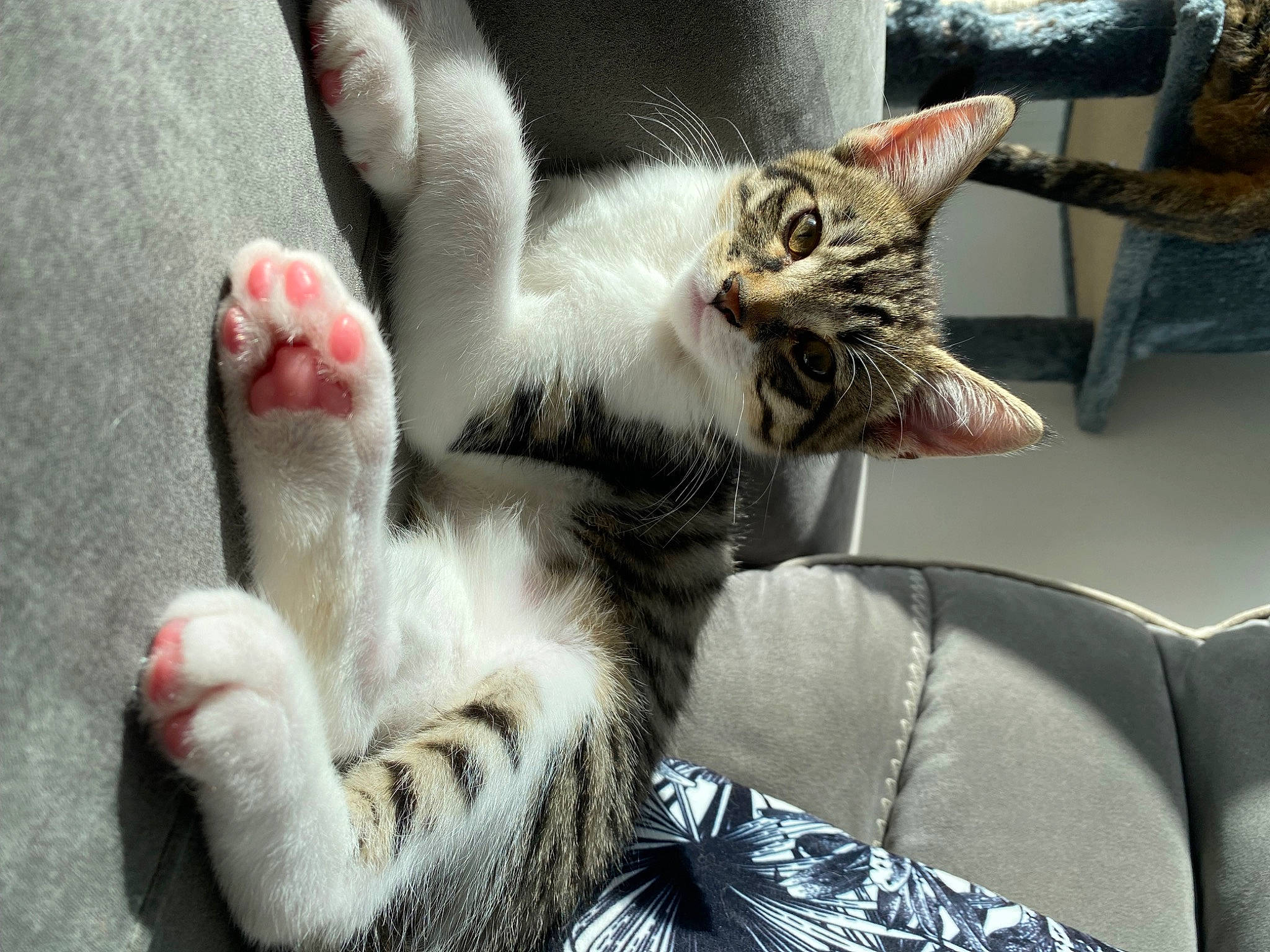 Baloo participe au concours pour gagner de l'argent avec cette photo : carnivore, cat, claw, comfort, couch, domestic_short_haired_cat, eye, felidae, foot, fur, gesture, grey, human_leg, paw, small_to_medium_sized_cats, snout, tail, tree, whiskers, window