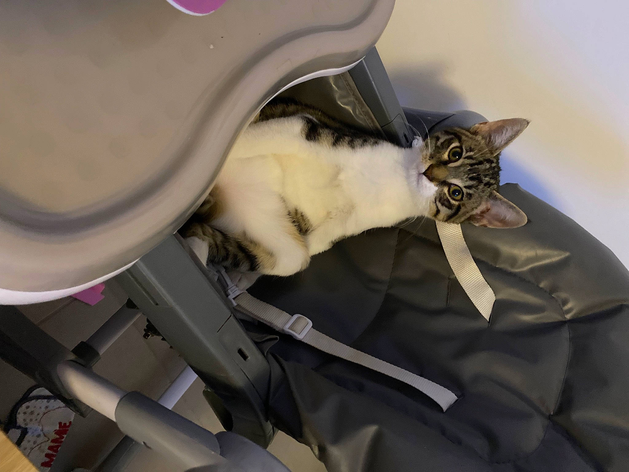 Baloo participe au concours pour gagner de l'argent avec cette photo : bag, car_seat, carnivore, cat, comfort, domestic_short_haired_cat, felidae, fender, fur, grey, metal, motor_vehicle, musical_instrument, personal_luxury_car, personal_protective_equipment, room, small_to_medium_sized_cats, tail, vehicle_door, whiskers