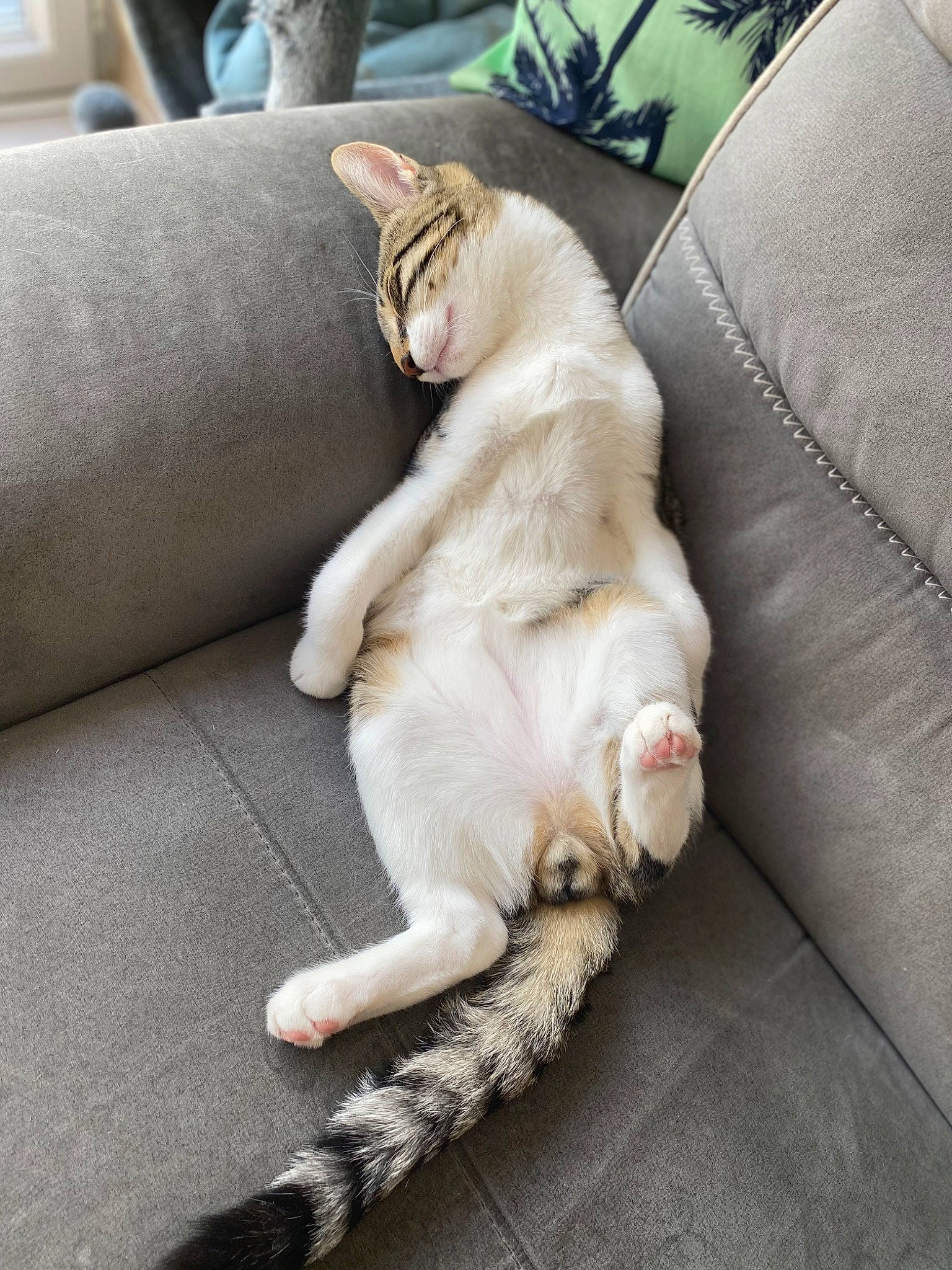 Baloo participe au concours pour gagner de l'argent avec cette photo : canidae, carnivore, cat, claw, collar, comfort, companion_dog, couch, dog_breed, fawn, felidae, foot, fur, human_leg, paw, small_to_medium_sized_cats, sporting_group, tail, whiskers, wood