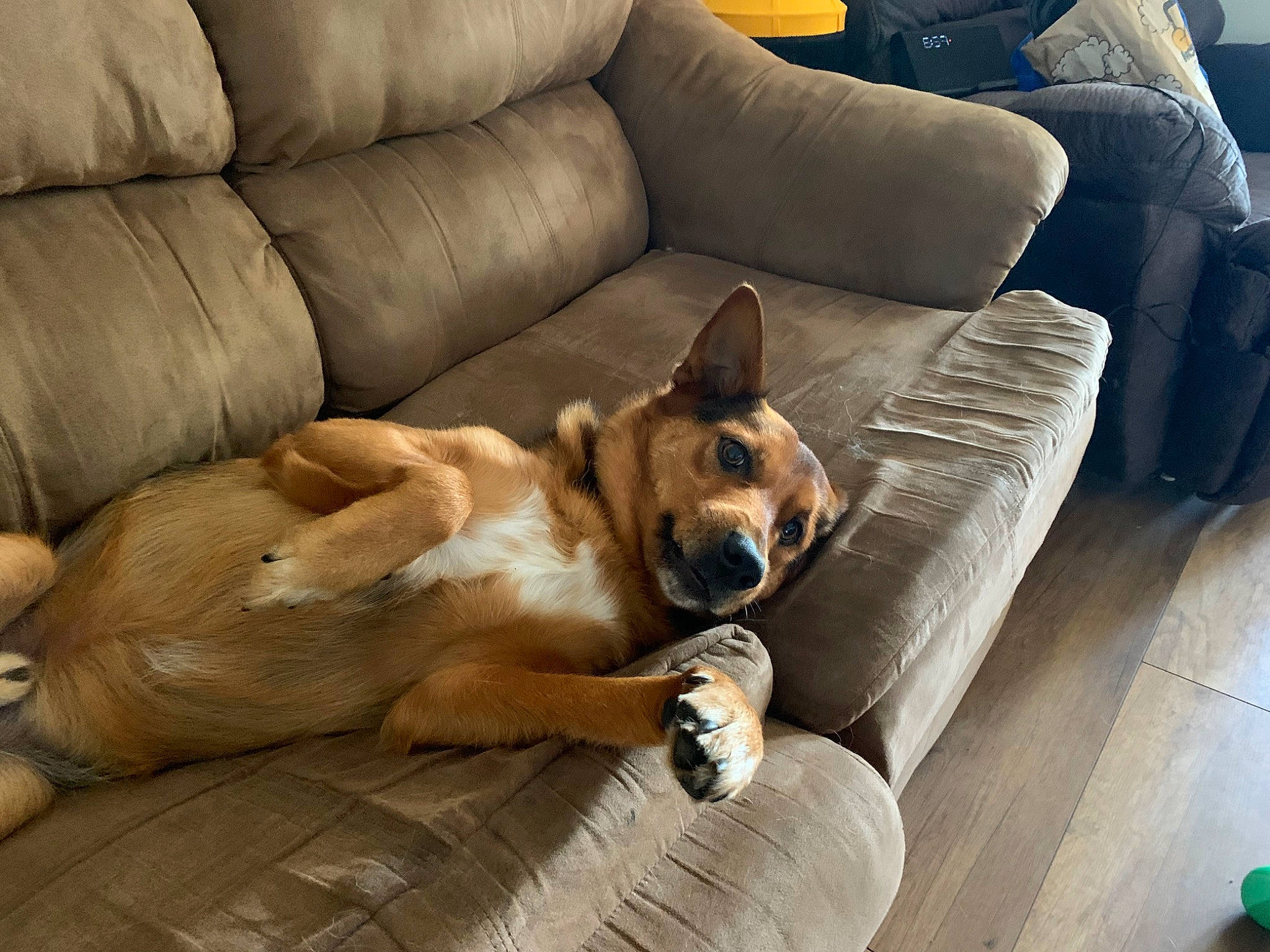 Remy joined the competition — help win amazing prizes! canidae, carnivore, comfort, companion_dog, couch, dog, dog_breed, dog_supply, fawn, flooring, fur, furniture, hardwood, liver, living_room, sofa_bed, sporting_group, studio_couch, wood, working_animal