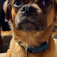 Otis is registered to the contest to win money with this photo: animal, blurry_background, brown, close_up, collar, cute, dog, domestic_animal, ears, face, fur, furniture, indoor, looking_up, nose, pet, portrait, small_dog, tag, whiskers