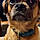 Otis
