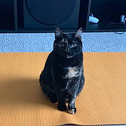 Harley joined the competition — help win amazing prizes! cat, tortoiseshell_cat, pet, yoga_mat, orange_mat, carpet, indoor, shelving_unit, speaker, game_controller, black_fur, green_eyes, sitting, paws, whiskers, portrait, cozy, home_interior, curious, furniture