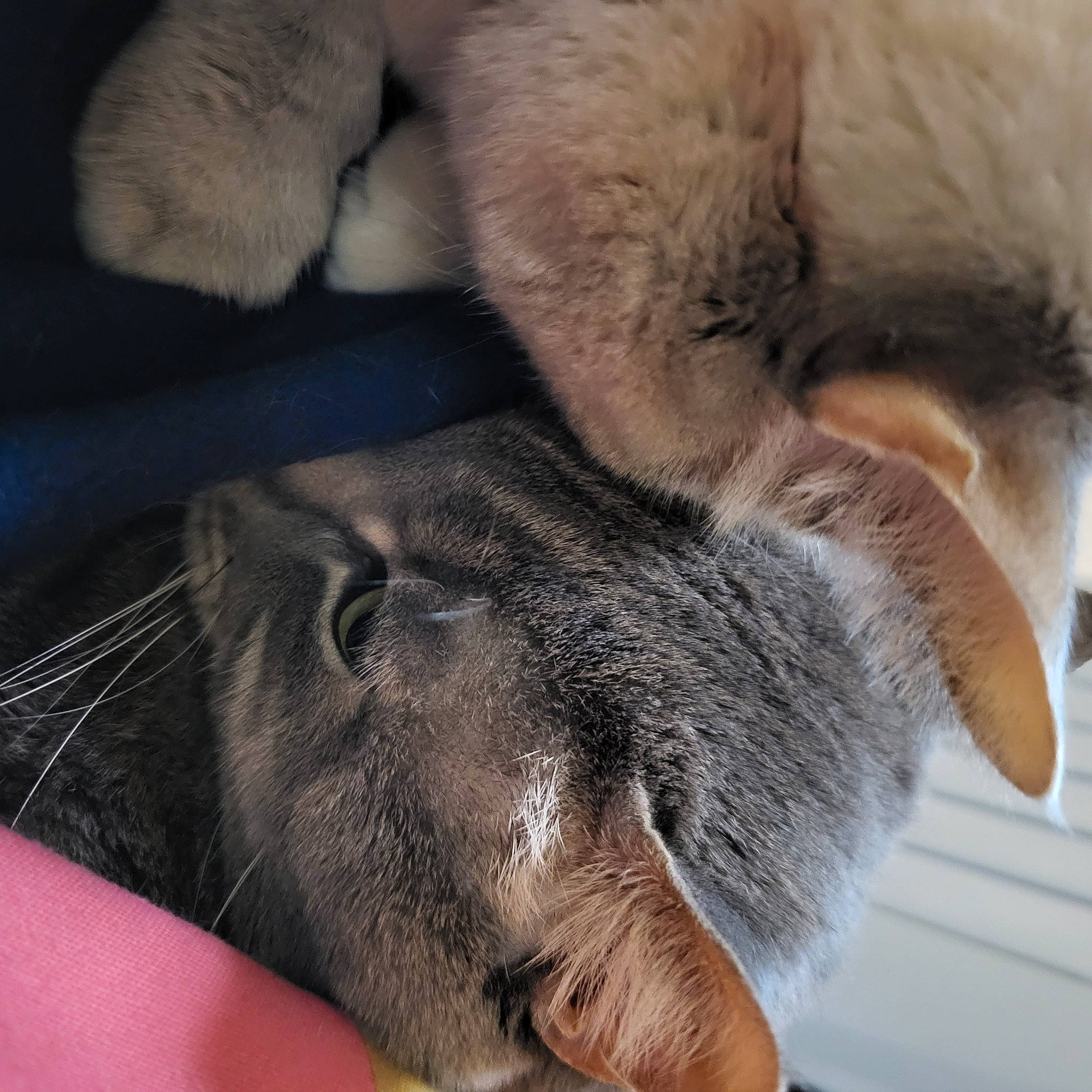 Hannibal participe au concours pour gagner de l'argent avec cette photo : carnivore, claw, comfort, ear, fawn, felidae, foot, fur, gesture, human_leg, mammal, nose, paw, small_to_medium_sized_cats, snout, tail, terrestrial_animal, vertebrate, whiskers, wrinkle