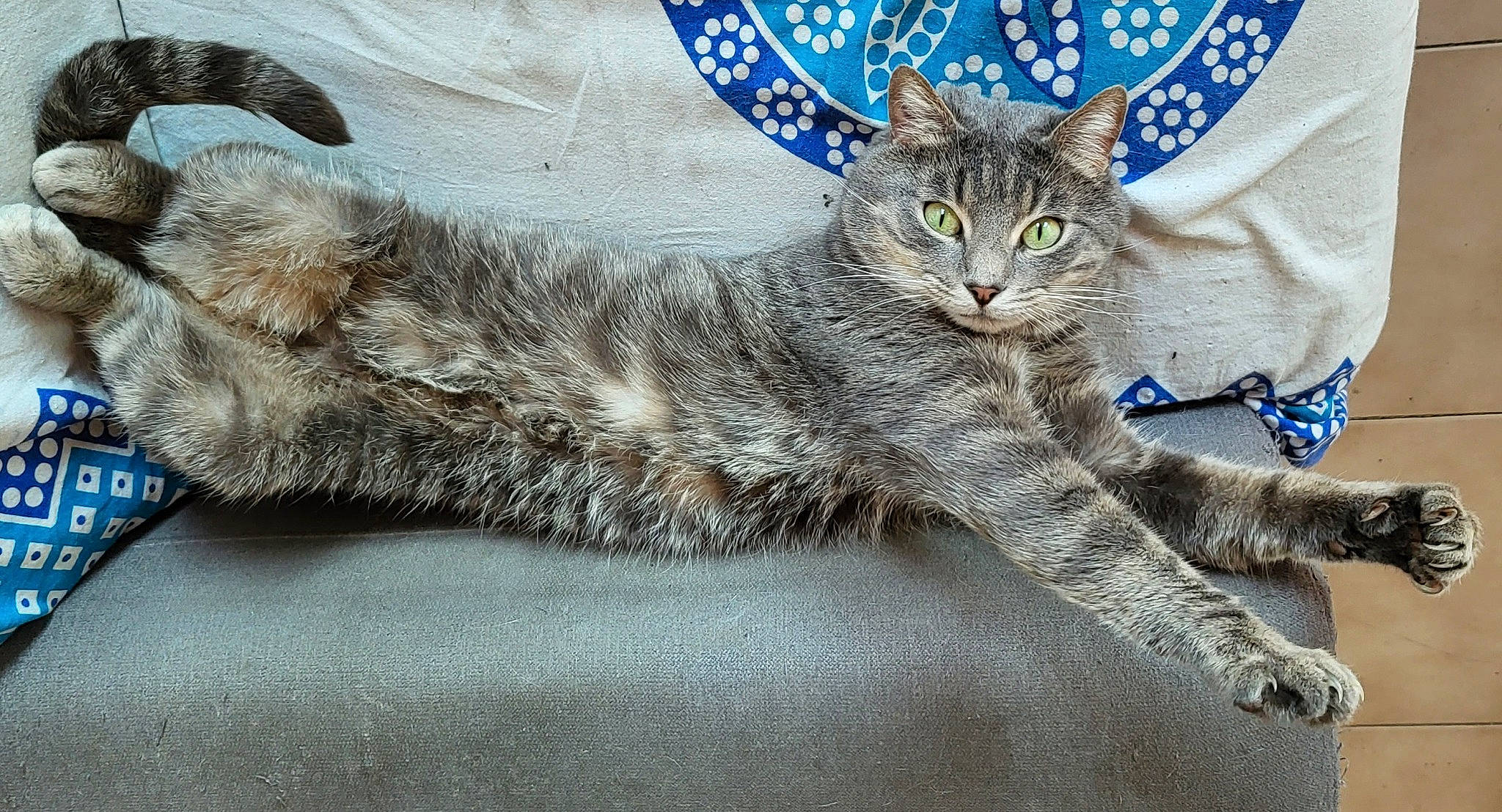 Hannibal a rejoint le concours — aidez-le/la à gagner de superbes lots ! bed, carnivore, cat, claw, comfort, domestic_short_haired_cat, eye, felidae, fur, grey, nap, paw, sitting, small_to_medium_sized_cats, snout, tail, terrestrial_animal, whiskers