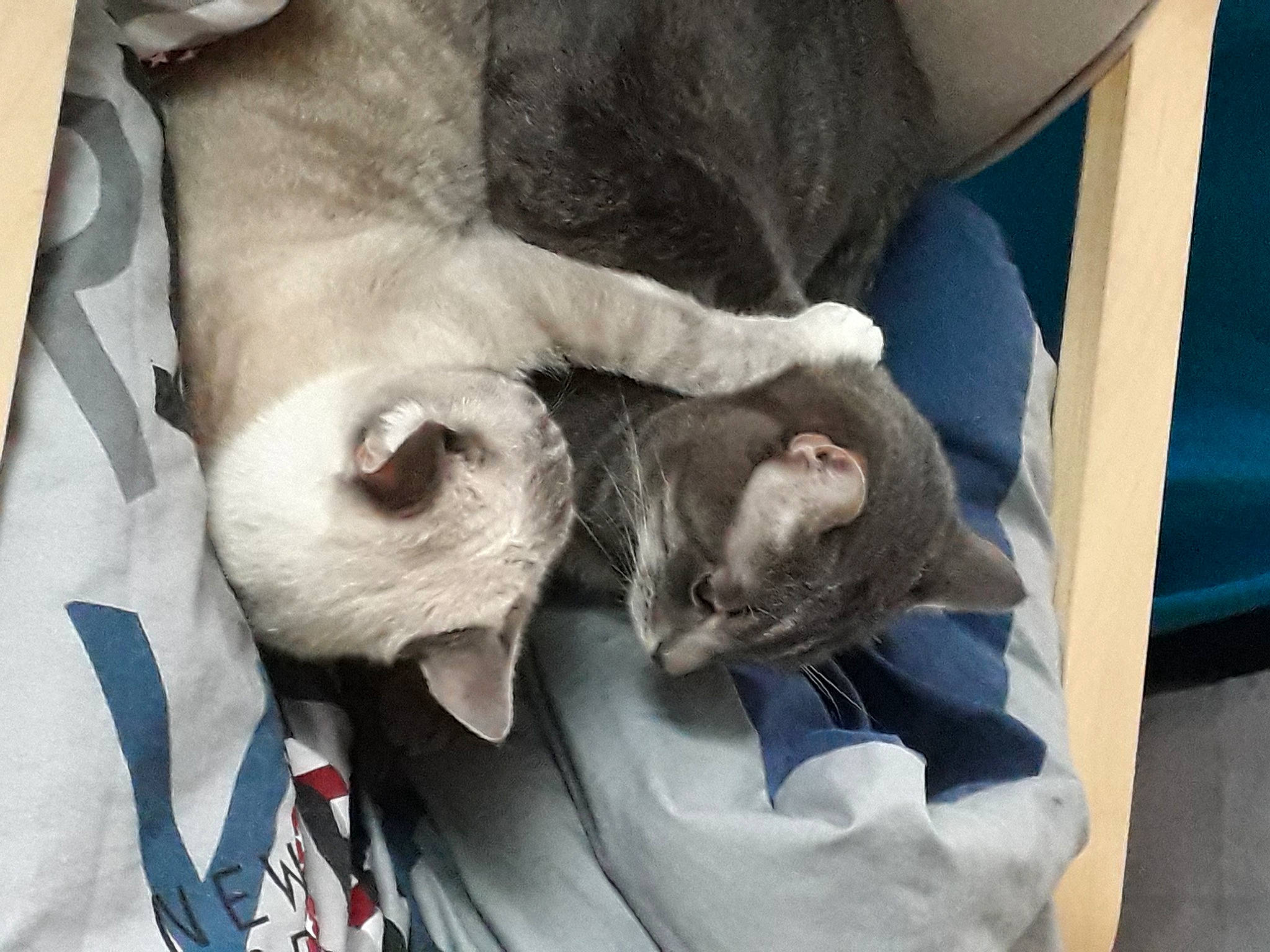 Caline a rejoint le concours — aidez-le/la à gagner de superbes lots ! carnivore, cat, collar, comfort, companion_dog, dog_breed, domestic_short_haired_cat, fawn, felidae, fur, mammal, paw, small_to_medium_sized_cats, snout, sporting_group, tail, thai, tie, vertebrate, whiskers