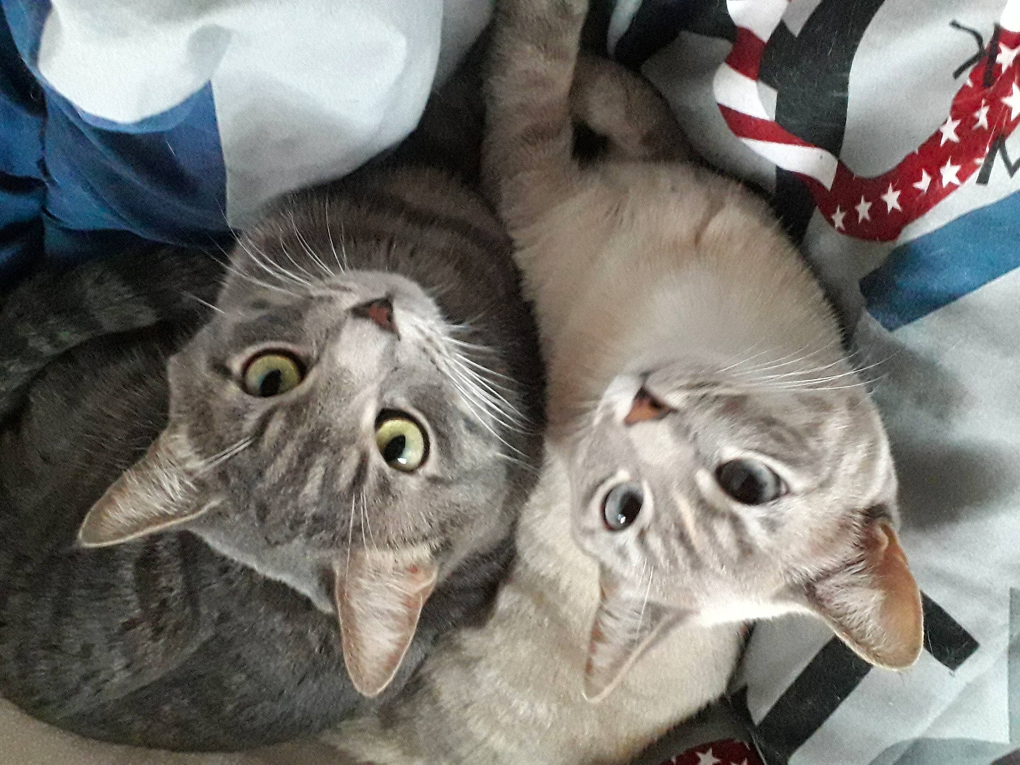 Caline participe au concours pour gagner de l'argent avec cette photo : carnivore, cat, domestic_short_haired_cat, felidae, fur, grey, mammal, paw, plant, small_to_medium_sized_cats, snout, vertebrate, whiskers