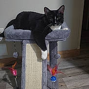 Ali is registered to the contest to win money with this photo: animal, black_and_white_cat, cat, cat_tree, domestic_animal, feathers, feline, floor, fur, household, indoor, paw, pet, playful, relaxed, resting, scratching_post, toy, whiskers, wooden_floor