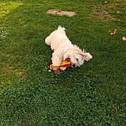 Rocky a rejoint le concours — aidez-le/la à gagner de superbes lots ! dog, white_dog, grass, outdoor, toy, playful, happy, chewing, greenery, nature, summer, pet, animal, cute, fluffy, laying, small_dog, garden, daylight, fun