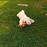 dog, white_dog, grass, outdoor, toy, playful, happy, chewing, greenery, nature, summer, pet, animal, cute, fluffy, laying, small_dog, garden, daylight, fun