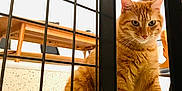 Rocket a rejoint le concours — aidez-le/la à gagner de superbes lots ! animal, cat, closeup, curious, domestic_cat, ears, eyes, floor, furniture, household, indoor, looking, metal_gate, orange_tabby, paws, pet, playful, sitting, whiskers, wooden_table