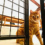 cat, orange_tabby, indoor, metal_gate, floor, furniture, wooden_table, curious, pet, animal, whiskers, ears, paws, eyes, domestic_cat, looking, household, playful, closeup, sitting
