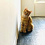 Rocket participe au concours pour gagner de l'argent avec cette photo : cat, orange_tabby, pet, indoor, floor, wooden_floor, wall, curious, cute, animal, feline, sitting, tilted_head, domestic_cat, whiskers, ears, paws, window, natural_light, house