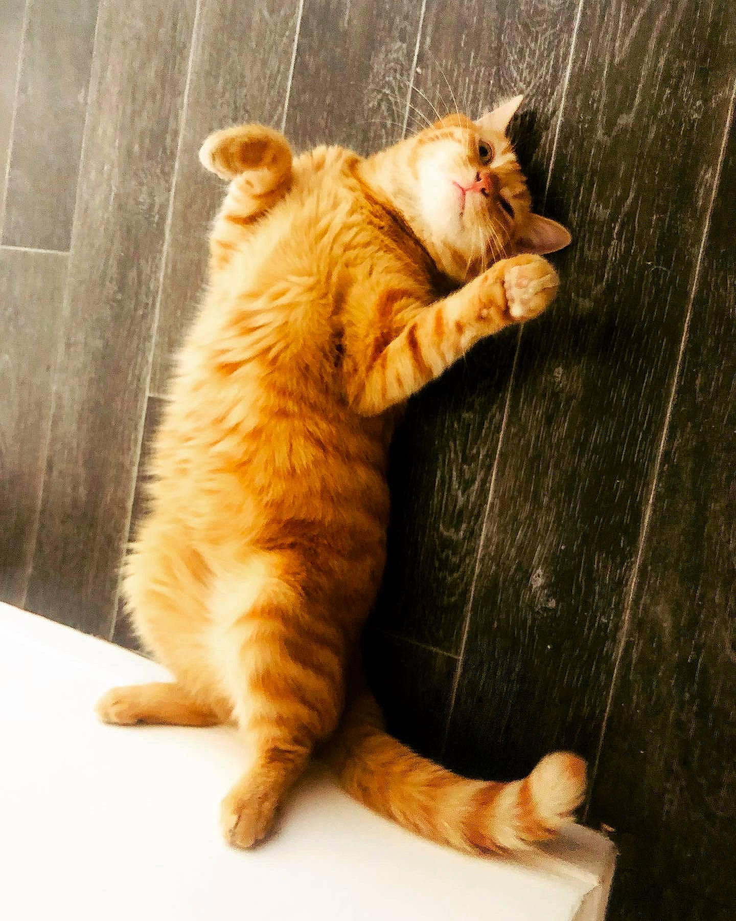 Rocket a rejoint le concours — aidez-le/la à gagner de superbes lots ! animal, cat, cute, domestic, feline, floor, funny_pose, fur, indoor, looking_up, lying_down, mammal, orange, orange_tabby, paws, pet, playful, relaxed, tail, whiskers