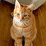 Rocket a rejoint le concours — aidez-le/la à gagner de superbes lots ! cat, orange_tabby, pet, animal, feline, sitting, wooden_floor, cushion, indoor, fur, whiskers, ears, paws, cute, domestic_cat, striped, young_cat, alert, looking_up, flooring