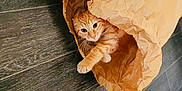 Rocket a rejoint le concours — aidez-le/la à gagner de superbes lots ! cat, orange_tabby, paper_bag, paw, curious, wooden_floor, pet, playful, animal, indoor, feline, cute, whiskers, fur, stretching, crouching, household, crinkled, brown, cozy