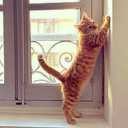 Rocket a rejoint le concours — aidez-le/la à gagner de superbes lots ! cat, orange_tabby, window, windowsill, stretching, sunlight, indoor, pet, animal, feline, scratching, curious, whiskers, tail, paws, fur, domestic_cat, home, daylight, playful