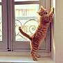 cat, orange_tabby, window, windowsill, stretching, sunlight, indoor, pet, animal, feline, scratching, curious, whiskers, tail, paws, fur, domestic_cat, home, daylight, playful