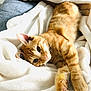 cat, orange_tabby, pet, feline, animal, cute, cozy, blanket, stretching, whiskers, fur, indoor, relaxed, soft, sleepy, paw, closeup, comfort, resting, curious