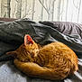 cat, kitten, sleeping, orange_cat, curled_up, blanket, bed, gray_blanket, fur, pet, animal, indoor, cozy, resting, cute, small, feline, domestic_cat, peaceful, soft