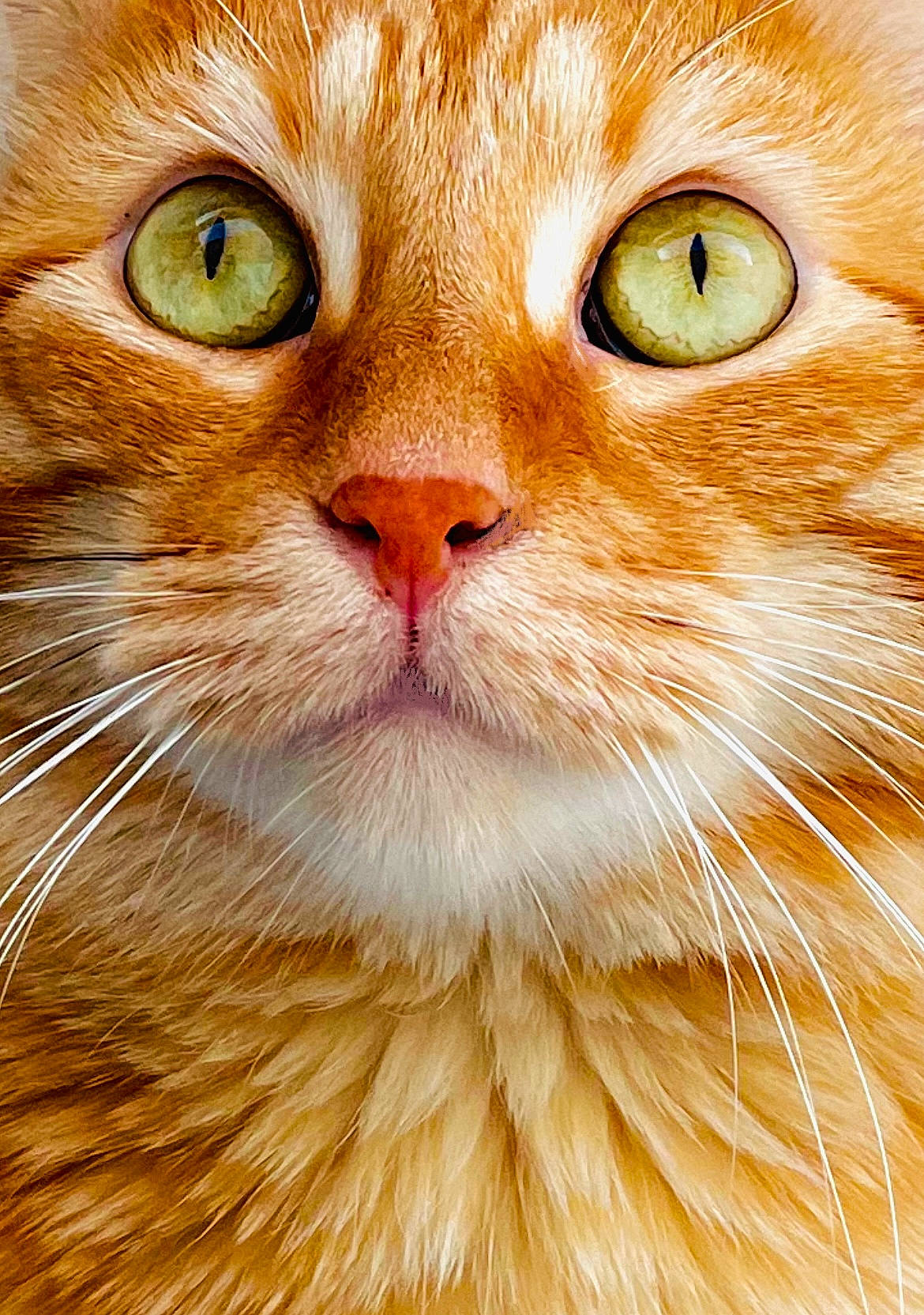 alert, animal, cat, close_up, closeup, curious, cute, domestic_cat, face, feline, fur, ginger_cat, green_eyes, muzzle, nose, pet, portrait, soft_fur, whisker, whiskers