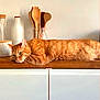 Rocket participe au concours pour gagner de l'argent avec cette photo : bottle, cat, domestic_animal, ears, face, feline, fork, ginger_cat, glass_container, indoor, kitchen_utensils, lying_down, orange_fur, pet, relaxed, spoon, tabby, whiskers, wood, wooden_countertop