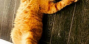 Rocket a rejoint le concours — aidez-le/la à gagner de superbes lots ! cat, orange_tabby, pet, animal, feline, lying_down, stretching, floor, wooden_floor, playful, whiskers, tail, paws, indoor, cute, fur, domestic_cat, relaxing, curious, mammal