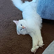 Zero is registered to the contest to win money with this photo: cat, white_cat, fluffy, blue_eyes, carpet, indoor, pet, stretching, relaxed, feline, animal, cute, paw, fur, resting, household, couch, living_room, curious, mammal