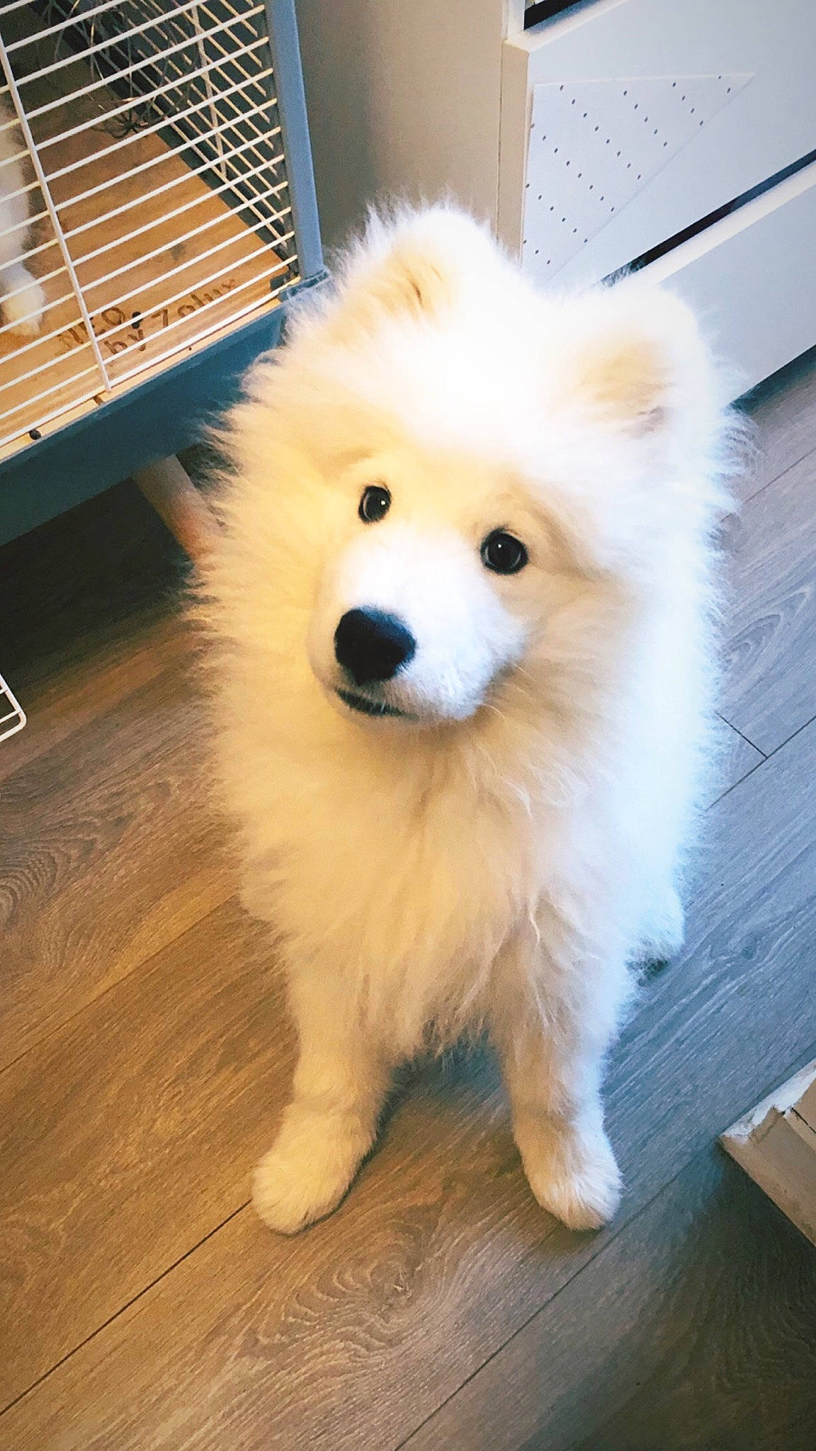 Link participe au concours pour gagner de l'argent avec cette photo : ancient_dog_breeds, canidae, carnivore, companion_dog, dog, dog_breed, german_spitz, german_spitz_klein, german_spitz_mittel, indian_spitz, japanese_spitz, mammal, nose, pomeranian, puppy, rare_breed_dog, samoyed, spitz, vertebrate, volpino_italiano