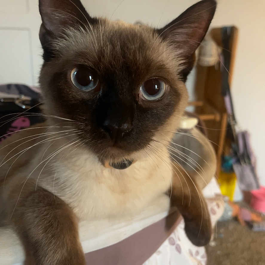 Lily