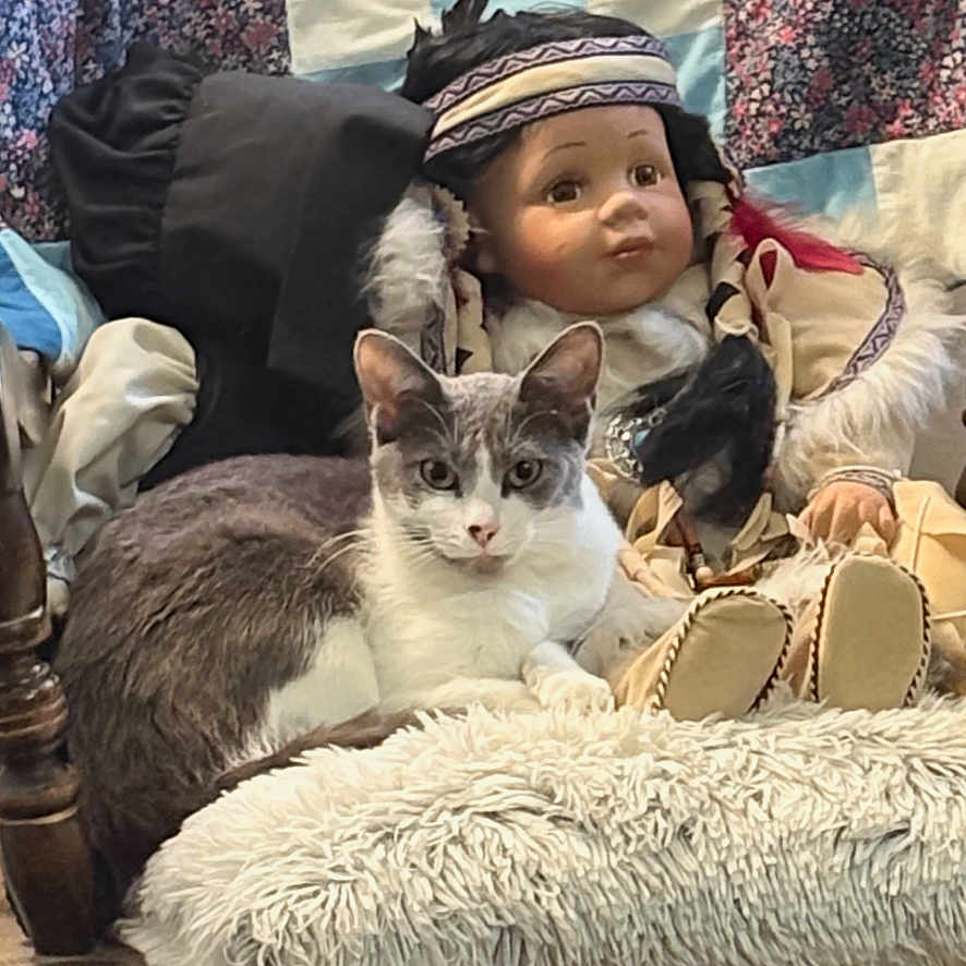 Ivy Rose joined the competition — help win amazing prizes! cat, chair, cozy, cushion, decor, doll, floor, furry, gray_cat, home_interior, indoor, patterned_fabric, pet, quilt, relaxing, seated, stuffed_doll, vintage_doll, white_cat, wooden_furniture