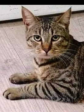 Raymond a rejoint le concours — aidez-le/la à gagner de superbes lots ! carnivore, cat, felidae, fur, rectangle, small_to_medium_sized_cats, terrestrial_animal, whiskers, wildlife, wood