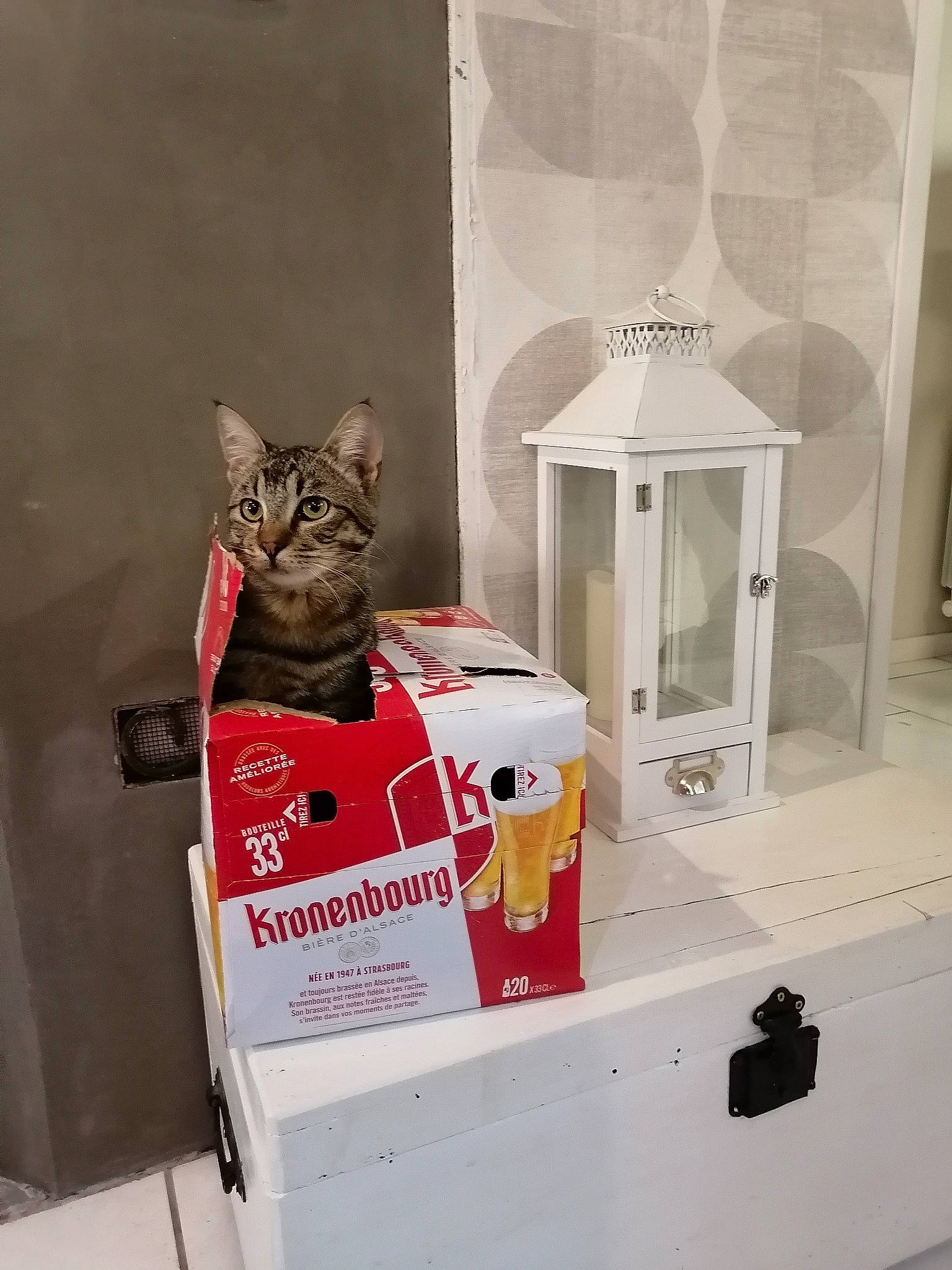 Raymond participe au concours pour gagner de l'argent avec cette photo : box, cardboard, carnivore, cat, cat_supply, display_case, domestic_short_haired_cat, event, felidae, mammal, pet_supply, plant, room, shelf, shelving, small_to_medium_sized_cats, tail, vertebrate, whiskers, window
