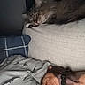 Abaddon is registered to the contest to win money with this photo: animal, blanket, cat, collar, comfort, couch, cozy, cushion, dinosaur_print, dog, fur, home, indoor, nap, paw, pet, relaxation, resting, sleeping, snuggle