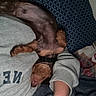 animal, blanket, casual_clothing, collar, comfort, companion, cozy, cute, dog, fur, home, human_arm, indoor, nap, pet, pillow, relaxed, resting, sleeping, small_dog