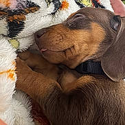 Abaddon is registered to the contest to win money with this photo: animal, blanket, brown, closeup, collar, cozy, cute, dachshund, dog, ears, fur, indoor, pet, puppy, resting, sleeping, snout, soft, tongue, warm
