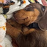 animal, blanket, brown, closeup, collar, cozy, cute, dachshund, dog, ears, fur, indoor, pet, puppy, resting, sleeping, snout, soft, tongue, warm