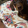 Abaddon is registered to the contest to win money with this photo: animal, bed, blanket, brown, curious, cute, dachshund, dog, ears, eyes, fabric, face, floor, indoor, nose, pattern, pet, puppy, resting, wooden_floor