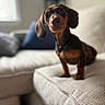 animal, black, blurred_background, brown, couch, cozy, curious, cushion, dachshund, dog, ears, fur, home, indoor, pet, puppy, small_dog, snout, sofa, window