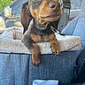 animal, car_interior, collar, cute, dachshund, daylight, dog, domestic_animal, ears, fur, greenery, looking_up, nose, paw, pet_bed, puppy, resting, seat, window, young