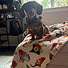 animal, bag, blanket, carpet, cozy, cute, dachshund, dog, floor, furniture, harness, home, indoor, natural_light, pet, puppy, shelf, shoes, sitting, window