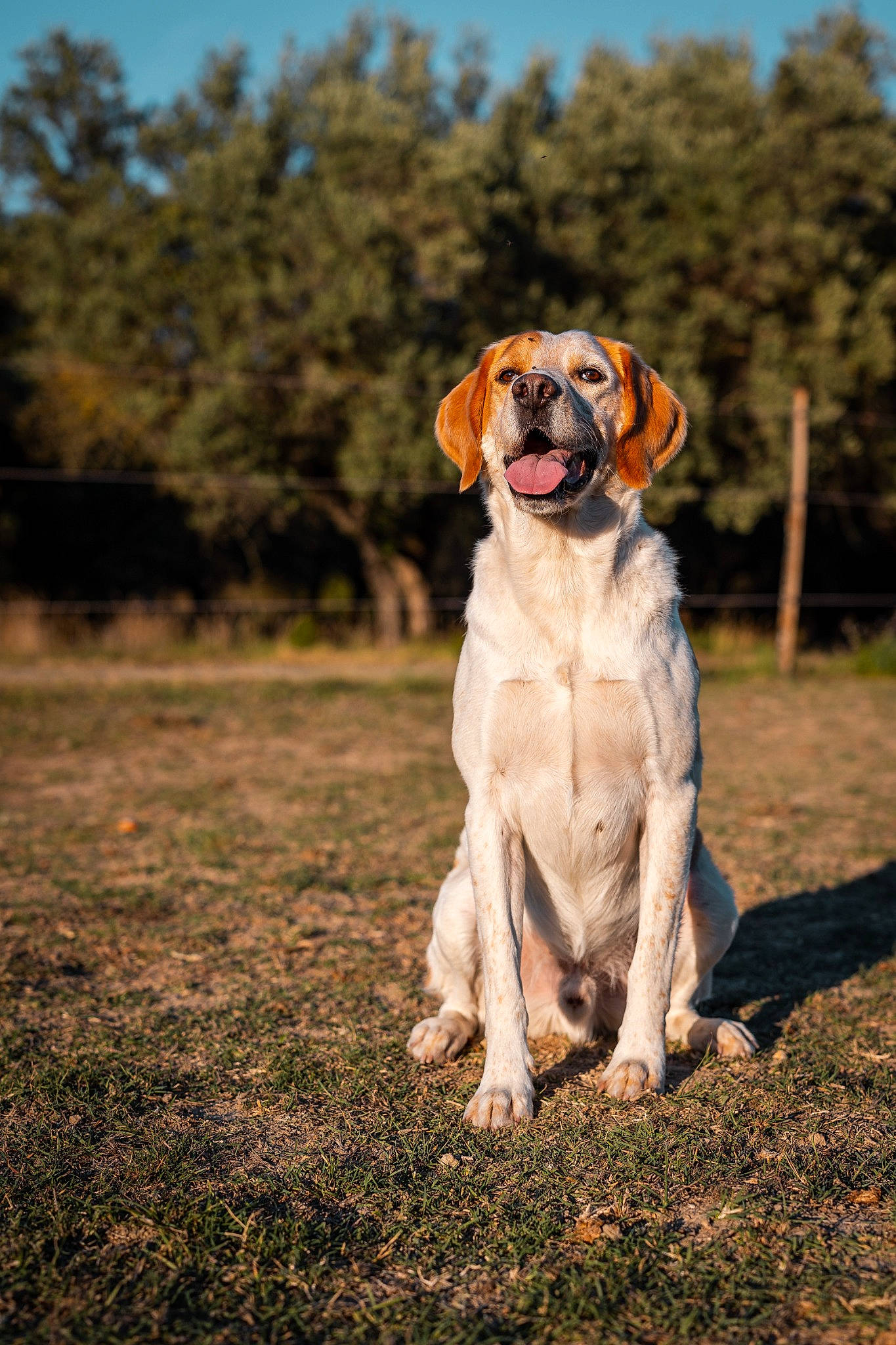 Duc a rejoint le concours — aidez-le/la à gagner de superbes lots ! canidae, carnivore, collar, companion_dog, dog, dog_breed, dog_collar, fawn, grass, gun_dog, hunting_dog, landscape, plant, sky, snout, soil, sporting_group, tail, tree, working_dog