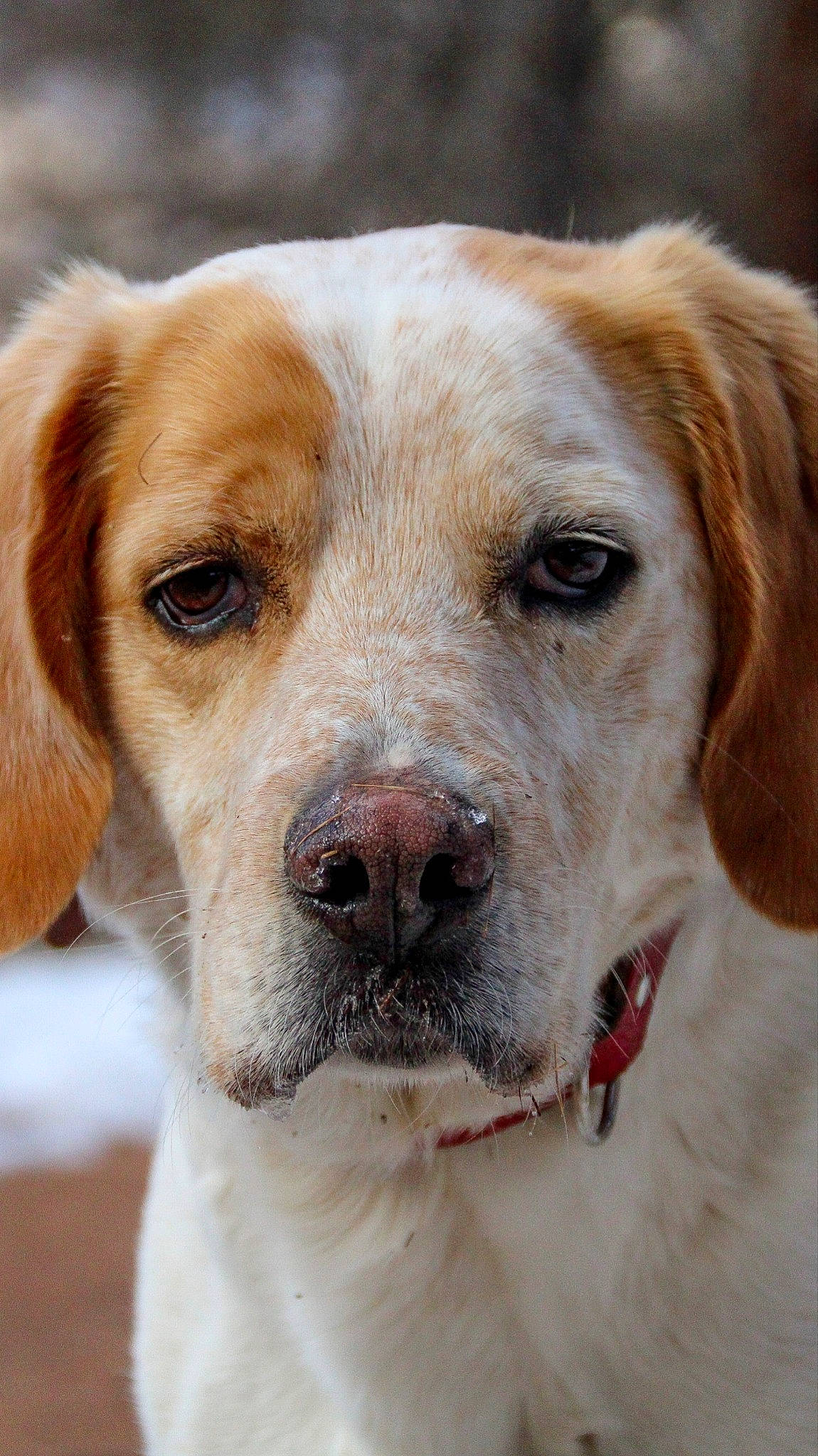 Duc participe au concours pour gagner de l'argent avec cette photo : ancient_dog_breeds, canidae, carnivore, collar, companion_dog, dog, dog_breed, dog_collar, fawn, fur, gun_dog, hunting_dog, labrador_retriever, retriever, snout, sporting_group, whiskers, working_dog