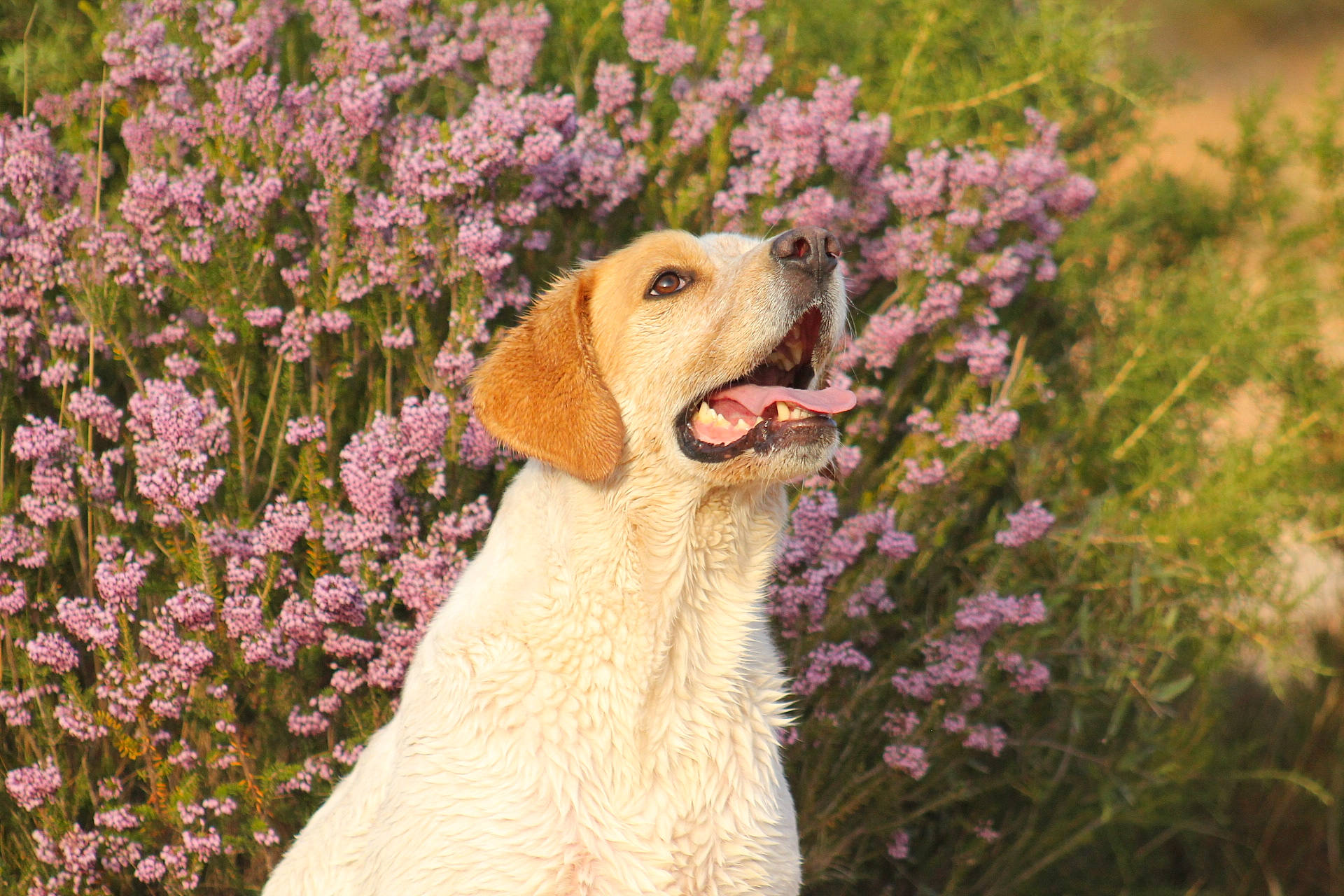 Duc a rejoint le concours — aidez-le/la à gagner de superbes lots ! botany, canidae, carnivore, companion_dog, dog, dog_breed, fawn, flower, flowering_plant, grass, groundcover, gun_dog, happy, landscape, meadow, petal, plant, shrub, sporting_group, spring