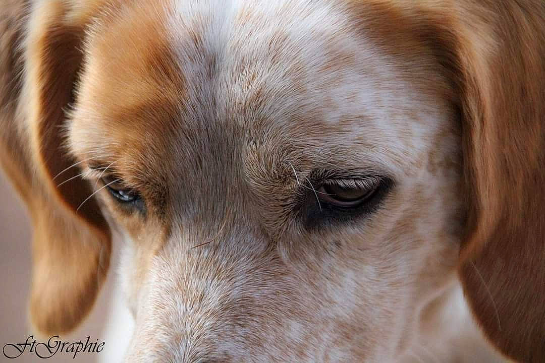 Duc participe au concours pour gagner de l'argent avec cette photo : canidae, carnivore, close_up, companion_dog, dog, dog_breed, ear, fawn, fur, snout, sporting_group, terrestrial_animal, whiskers, wildlife