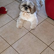 Pollux participe au concours pour gagner de l'argent avec cette photo : dog, shih_tzu, small_dog, fluffy, white_fur, brown_fur, pet, animal, portrait, lying_down, indoor, tile_floor, carpet, red_toy, red_chair, home, cute, facial_expression, front_view, fur