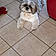 Pollux