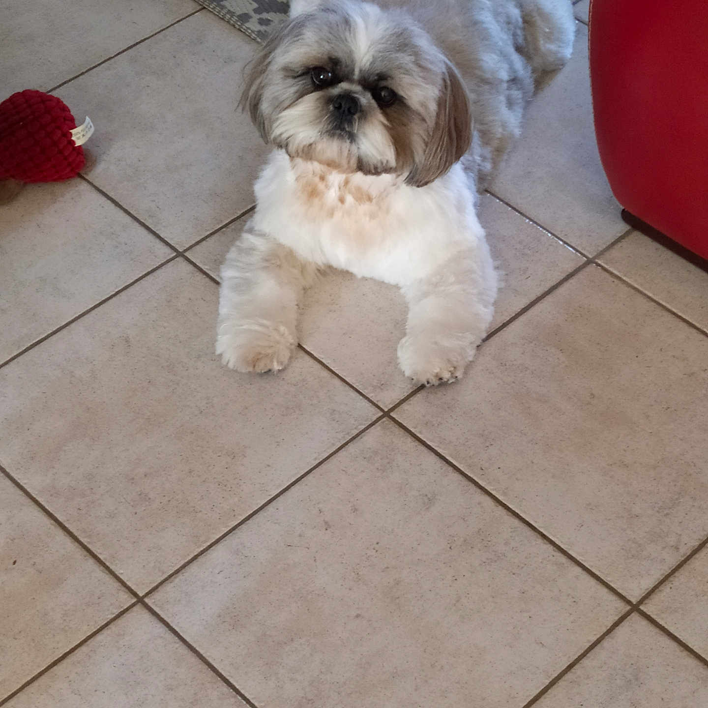 Pollux participe au concours pour gagner de l'argent avec cette photo : dog, shih_tzu, small_dog, fluffy, white_fur, brown_fur, pet, animal, portrait, lying_down, indoor, tile_floor, carpet, red_toy, red_chair, home, cute, facial_expression, front_view, fur