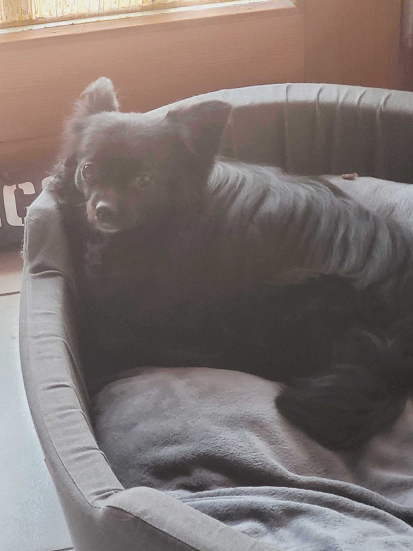 Shana participe au concours pour gagner de l'argent avec cette photo : bed, black_dog, cozy, cushion, cute, dog, dog_bed, floor, fur, indoor, pet, portrait, resting, shadow, sleeping, small_dog, sunlight, tail, window, wooden_window